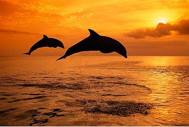 本周Fami通游戏评分出炉 《瓦里奥制造》获35分